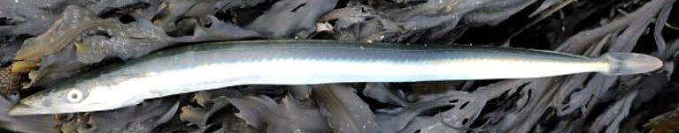 Hyperoplus lanceolatus_05.jpg